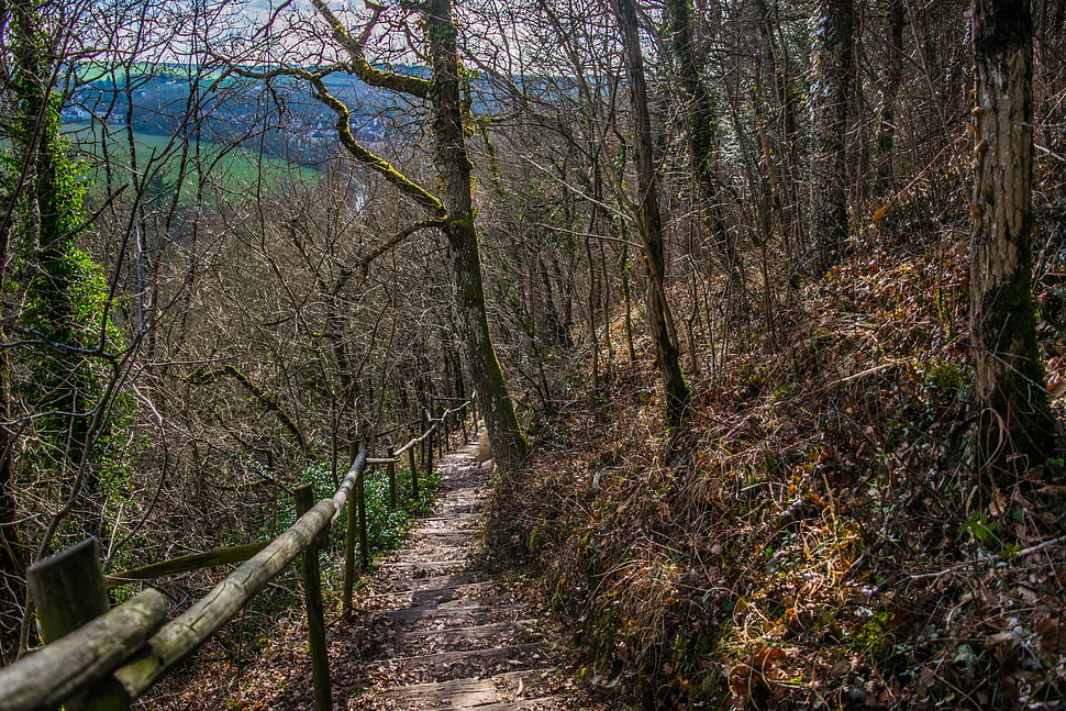 withered trees, landscape, nature, forest HD wallpaper