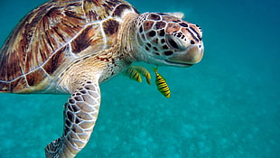 brown and beige sea turtle under water