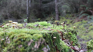 black and brown mushrooms, nature, moss, mushroom