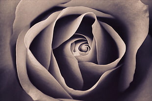grayscale photography of rose HD wallpaper