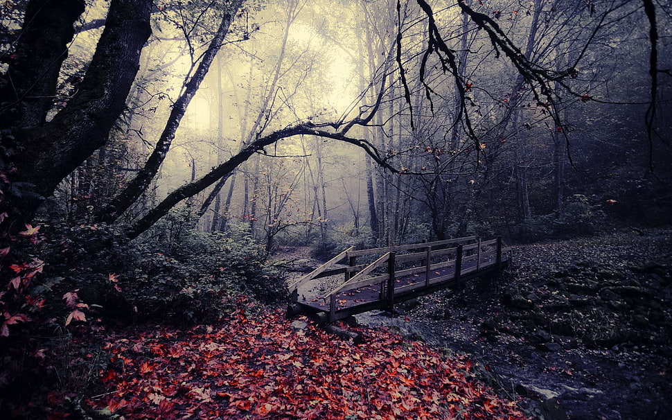 black wooden bridge in the middle of forest HD wallpaper