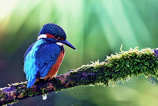 blue and orange bird on tree branch HD wallpaper