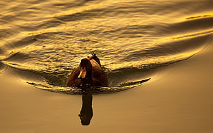 time lapse photo of brown duck on body of water during daytime