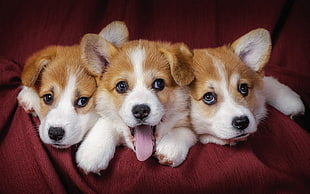 three white-and-brown puppies