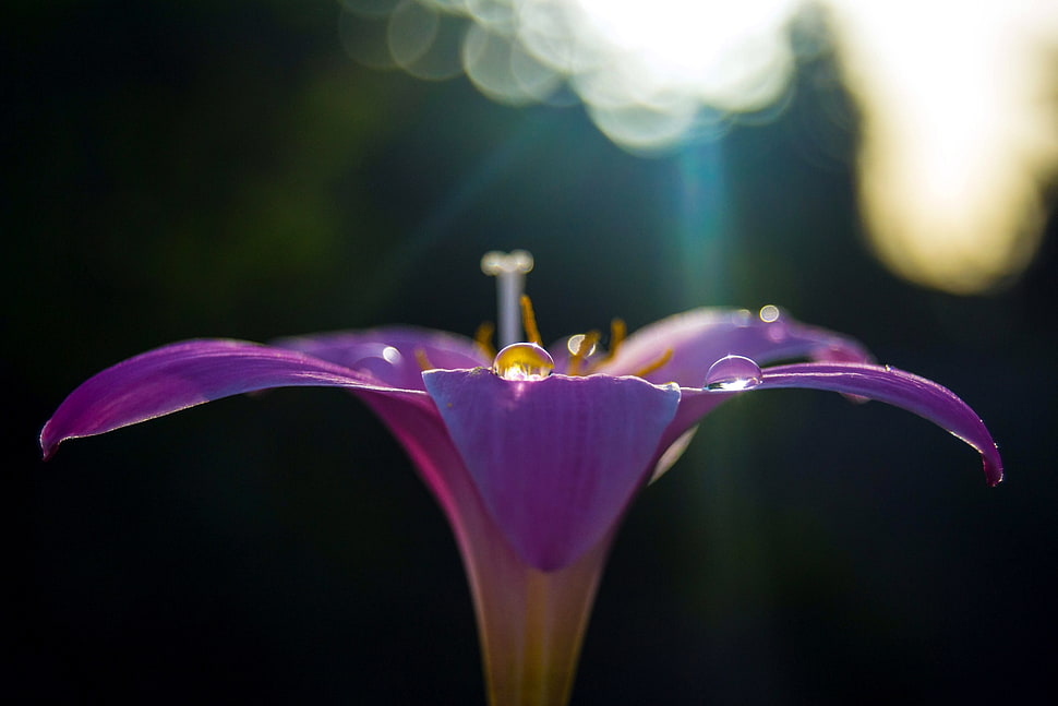 close up photography purple petal flower with water drops HD wallpaper