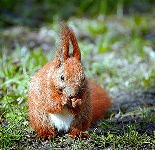 tilt shift lens photography of a red squirrel