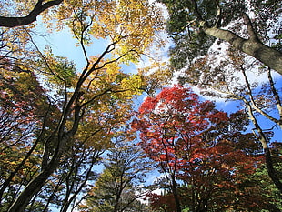 green and red petaled trees
