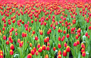 field of red-and-yellow tulip flowers