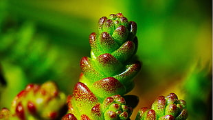 green and red succulent plant, nature, macro, closeup, moss