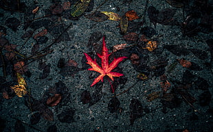 red leaf, Leaf, Fallen, Autumn