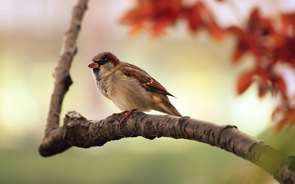 brown feather bird on brown wooden tree HD wallpaper