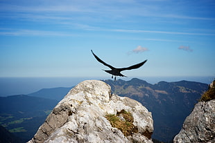 aerial photograph of bird flying through rock moutain