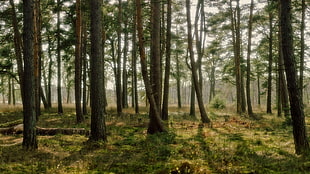 brown trees, nature, landscape HD wallpaper