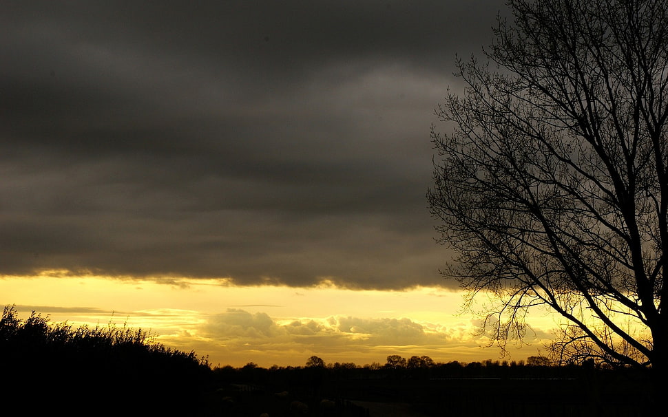 silhouette of bare tree during sunset HD wallpaper