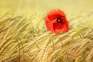 red poppy flower with pampas leaf selective photo HD wallpaper