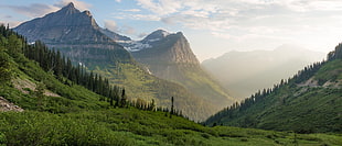 green leaf tree, glaciers, national park, Montana, USA HD wallpaper