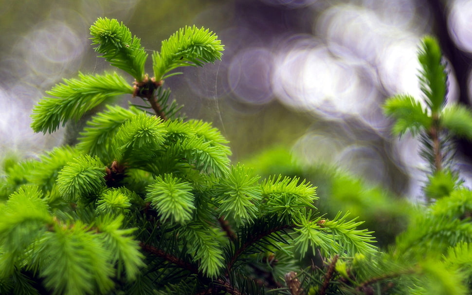 green leaf plant HD wallpaper