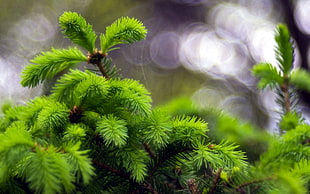 green leaf plant HD wallpaper