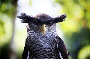 shallow focus photography of black and white owl