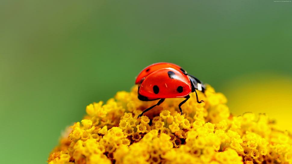 lady bug on yellow petaled flowers HD wallpaper