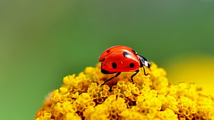 lady bug on yellow petaled flowers