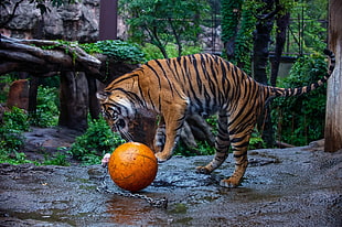 photo of tiger playing with orange ball HD wallpaper