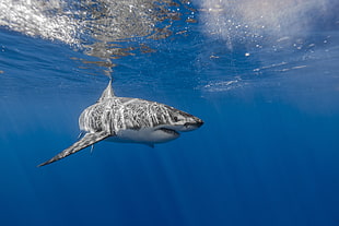 grey shark under ocean photography
