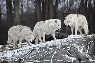 three white wolves, animals, wolf, snow, rock HD wallpaper