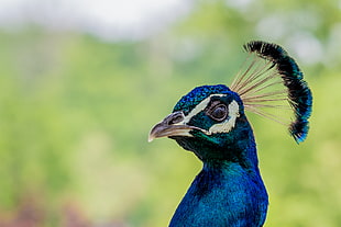 focus photo of Peacock, nice HD wallpaper