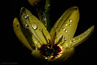 micro photography of yellow petal flower with dew