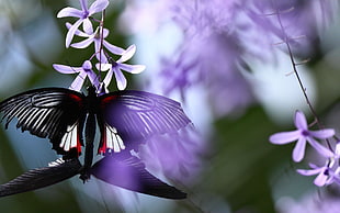 Common Rose butterfly perched on purple flower HD wallpaper
