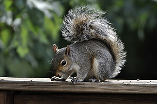 selective focus photo of gray squirrel on brown wooden table near green leaf tree during daytime