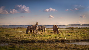 two brown and black horses, nature, animals, horse