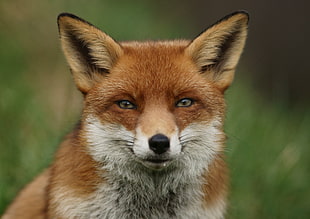 brown and white fox closeup photography