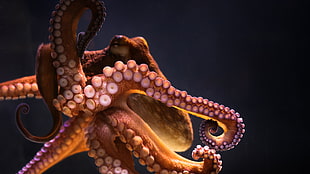 brown octopus, animals, underwater, octopus