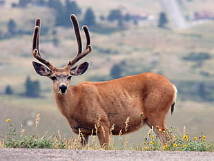wildlife photography of brown Deer HD wallpaper