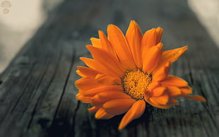 orange petaled flower, flowers, wood
