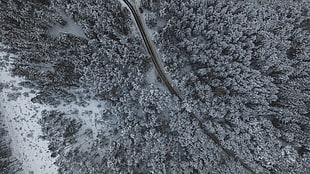 aerial view of forest in grayscale photo, landscape, nature, Obsteig, Austria