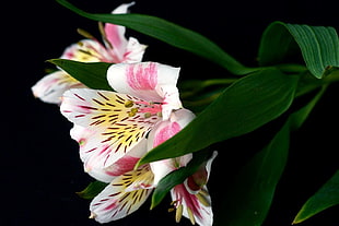 selective focus of white, pink, and yellow petaled flower