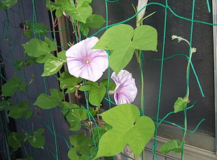 two pink Morning glory flowers