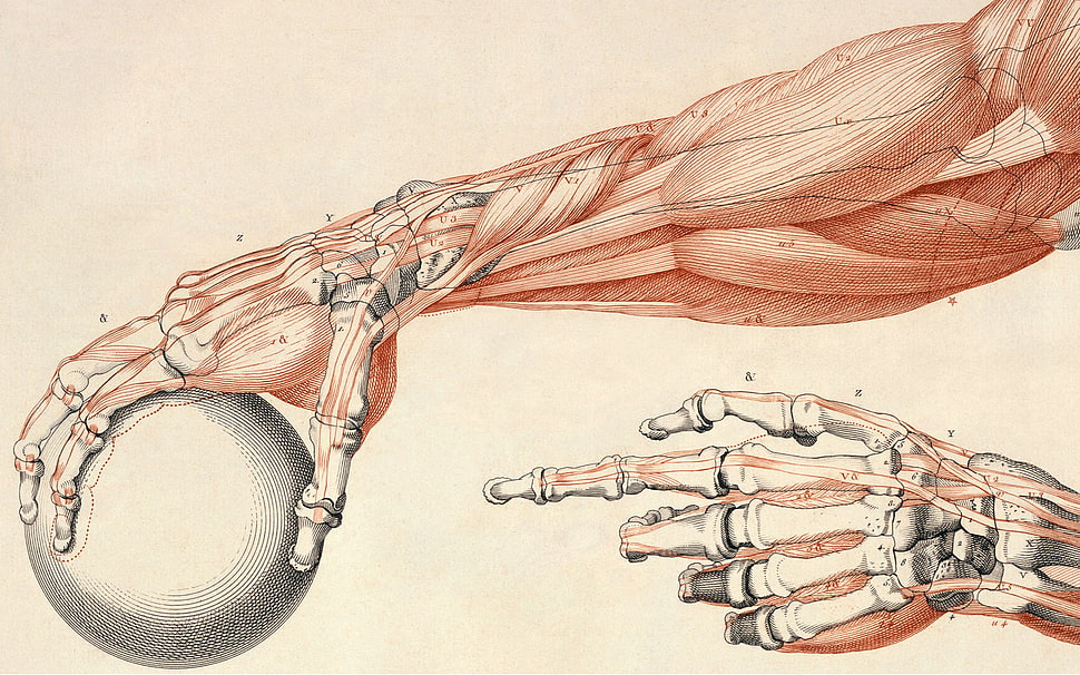 human arms anatomy illustration HD wallpaper