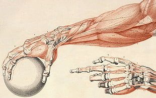 human arms anatomy illustration