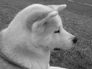 greyscale photo of Akita