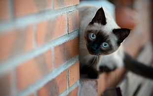 Siamese cat on brick wall HD wallpaper