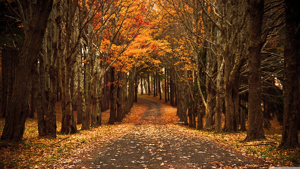 gray pave between tall trees HD wallpaper