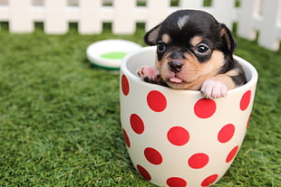black and tan smooth Chihuahua puppy on teacup