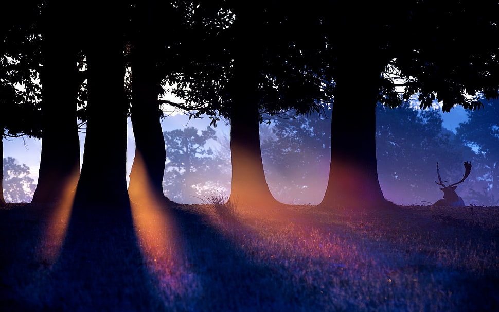 silhouette of trees, animals, sun rays, sunlight, deer HD wallpaper