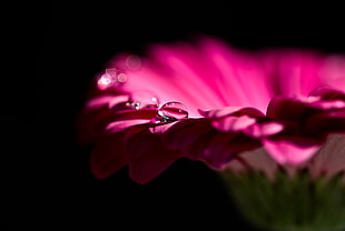 close up photography of pink petaled flower