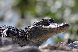 selective focus photography of crocodile
