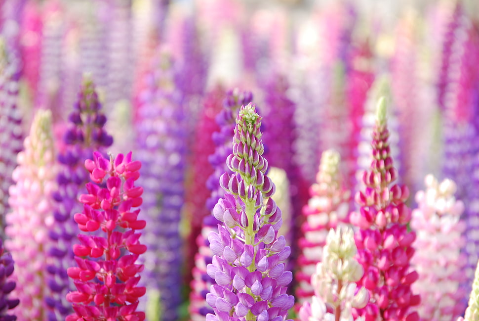 selective focus of purple petaled flower HD wallpaper